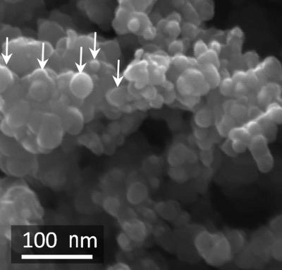 这张扫描电子显微照片显示了用于形成新阳极的复合颗粒表面的碳涂层硅纳米颗粒。图片来源:Gleb Yushin提供